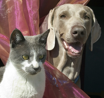 Pet Food