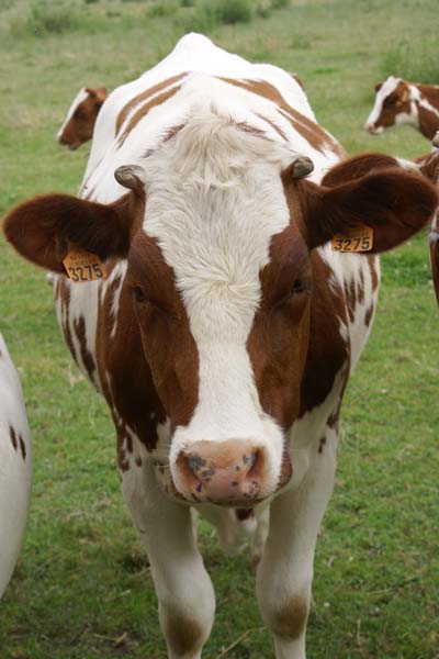 Cattle Proteins